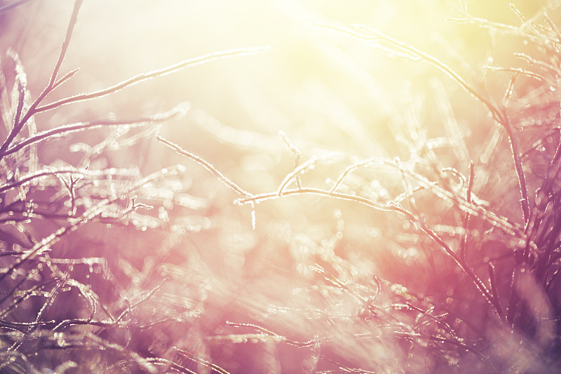 草,冻结的,背景,芙蓉石,霜,冰晶,水平画幅,雪,无人,早晨