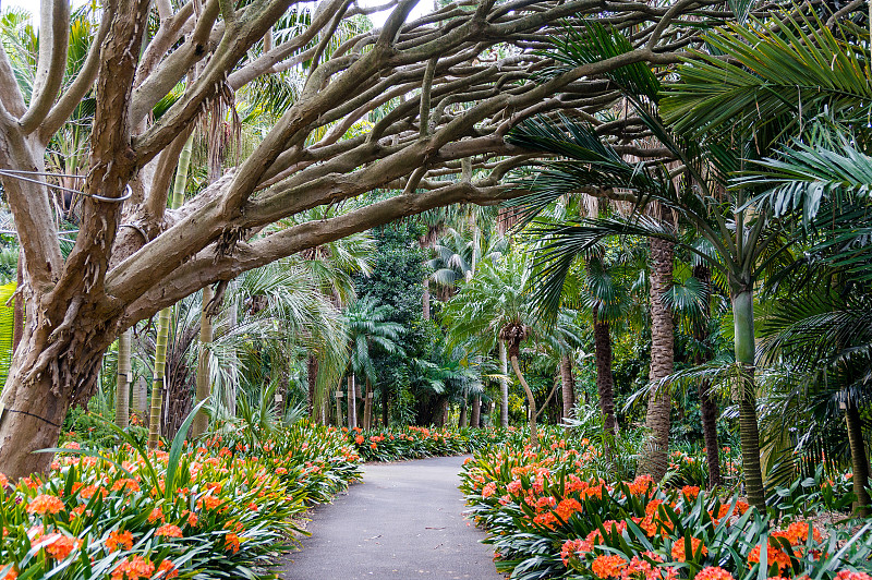 植物园,巷,悉尼,公园,水平画幅,枝繁叶茂,无人,户外,棕榈树,非凡的