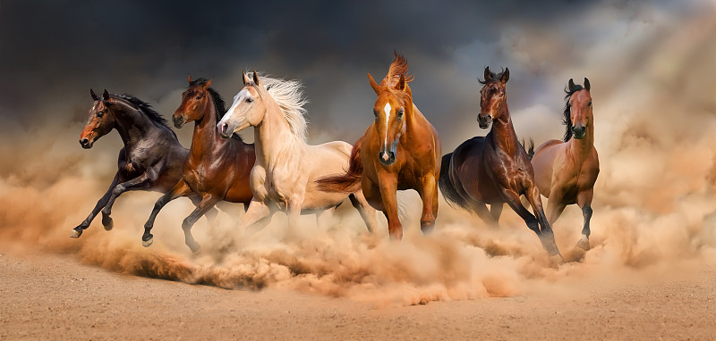 马,兽群,淡褐色,迅速,母马,自然,水平画幅,沙子,全景,夏天
