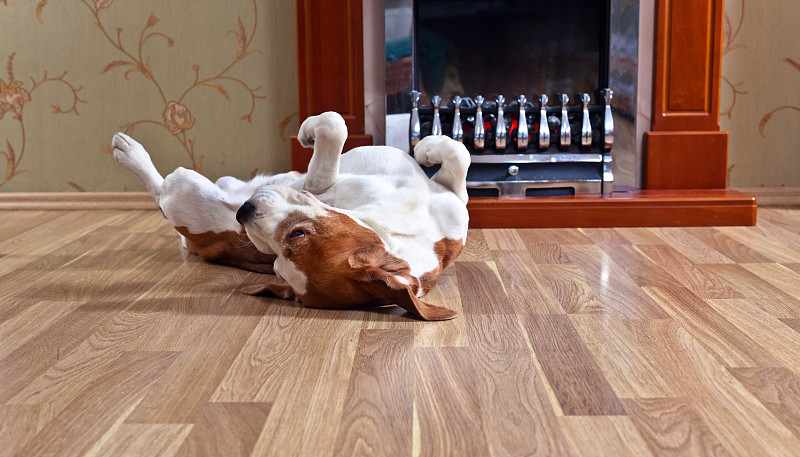 狗,硬木地板,复合地板,硬木,地板,比格犬,散热器,褐色,水平画幅,无人