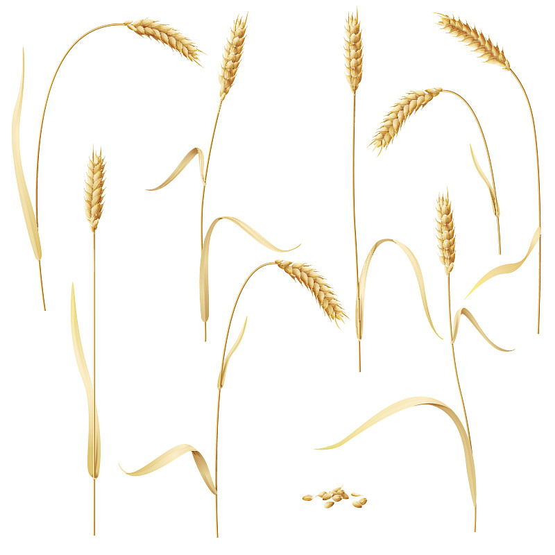 小麦,白色,动物耳朵,动机,大麦,绘画插图,夏天,组物体,乡村风格,面包