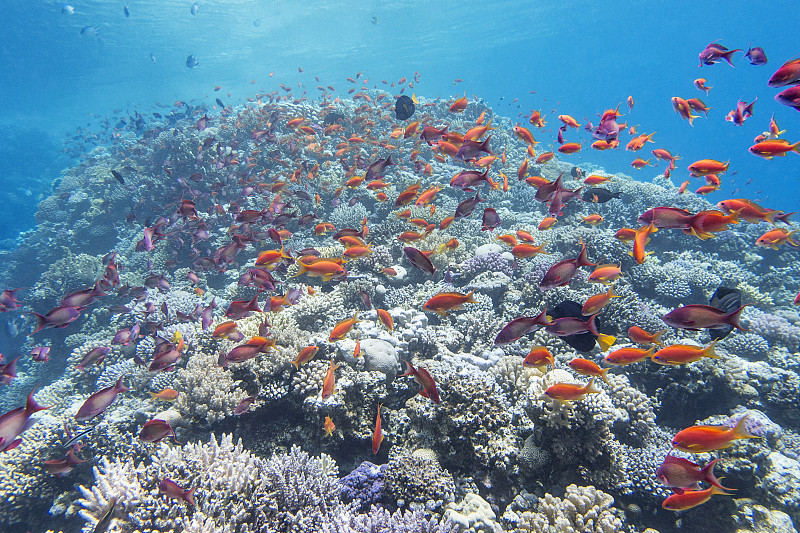 鱼群,礁石,鱼类,海洋,鸡尾酒,安提亚鱼,,海底,丝鳍拟花鮨,硬珊瑚,深度标志器