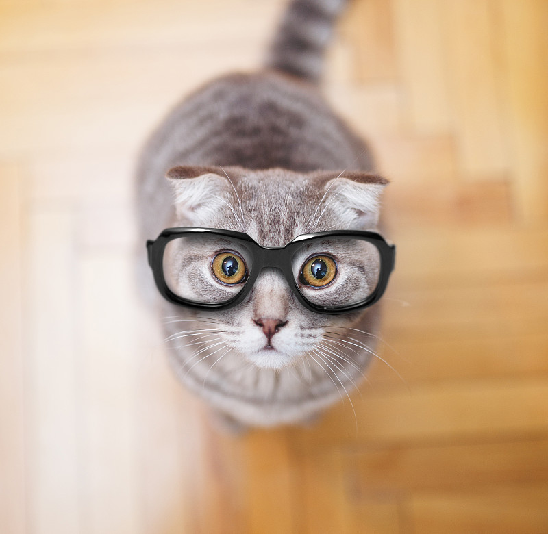 苏格兰折耳猫,眼镜,好奇心,小猫,可爱的,猫,动物,宠物,向上看,嬉戏的
