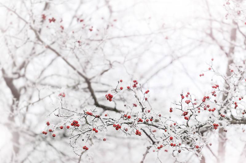 浆果,霜,派克大街,枝,山梨树,雪,红色,冬天,冰晶,天空