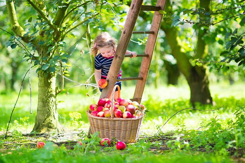 苹果,园林,女孩,平衡折角灯,果园,九月,八月,水果,果树,篮子