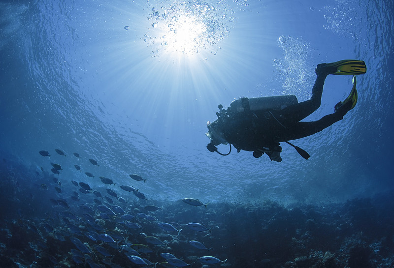 红海,水肺潜水,潜水,深的,水下,水生动植物,休闲活动,休闲追求,海洋,鱼类