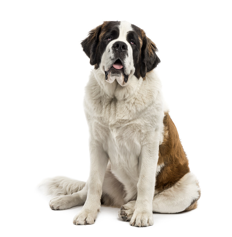 圣伯纳犬,狗,垂直画幅,正面视角,褐色,纯种犬,注视镜头,家畜,无人,白色背景