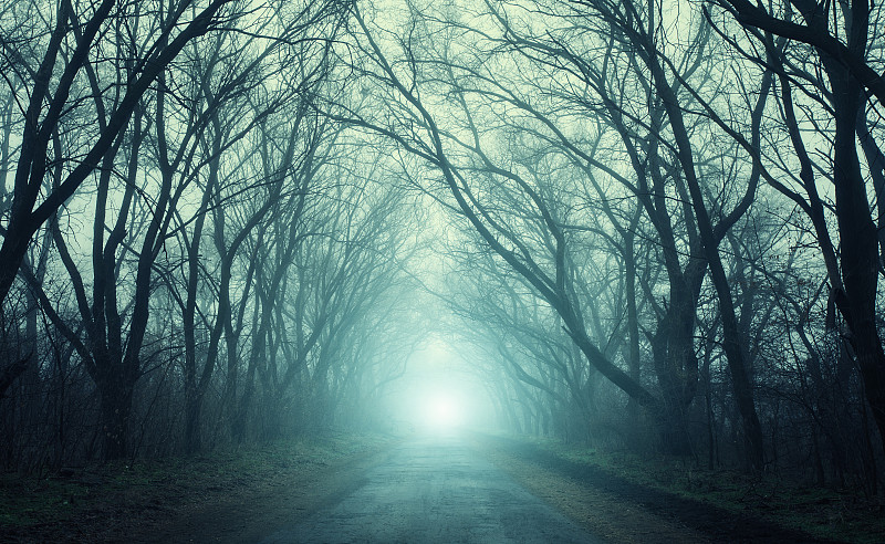 惊骇,森林,雾,秋天,秘密,路,怪异,灵性,枝繁叶茂,古老的