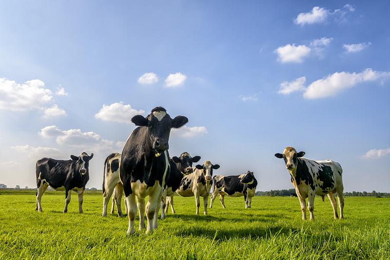 母牛,田地,乳牛,乳牛场,弗里斯兰奶牛,家牛,牧场,荷兰,农场,草地