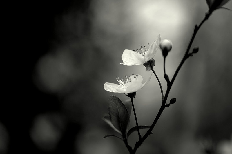 黑白图片,花朵,单色调,鲜花盛开,美,水平画幅,特写,开花时间间隔,园艺,大特写
