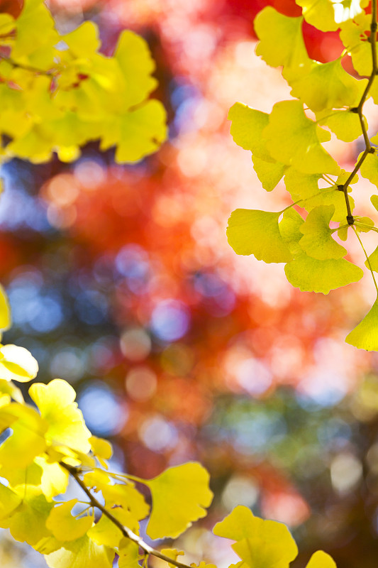银杏,叶子,秋天,银杏树,垂直画幅,选择对焦,留白,无人,早晨,户外
