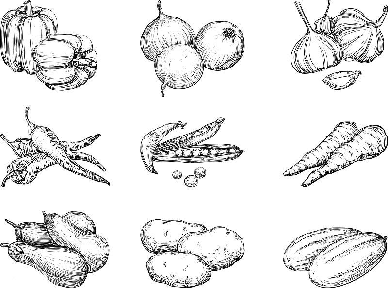 蔬菜,马铃薯,雕刻图像,铅笔画,线条画,绘画插图,胡萝卜,素食,椒类食物,生食