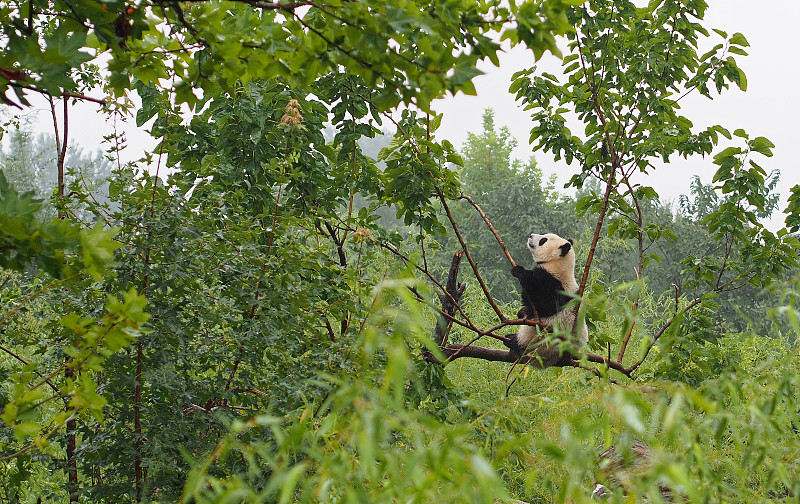 熊猫,大熊猫,陕西省,中国,安全,世界野生动物基金会,野生动物,抱着树,笋,西安