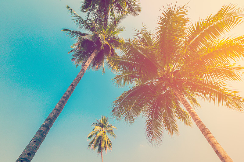 椰子树,图像特效,天空,水平画幅,古典式,夏天,户外,棕榈树,海滩,复古风格