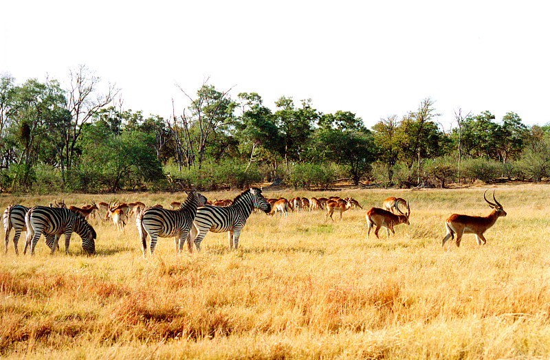 博茨瓦纳,斑马,平原,羚羊,大群动物,留白,水平画幅,草原,野外动物,户外