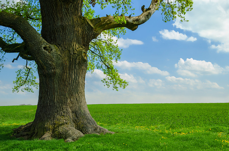 古老的,一个物体,橡树,草地,树干,一棵树,巨大的,自然,天空,稳定