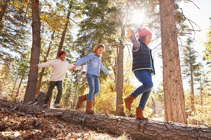 平衡,树林,秋天,乐趣,儿童,8岁到9岁,10岁到11岁,树干,徒步旅行,兄弟姐妹