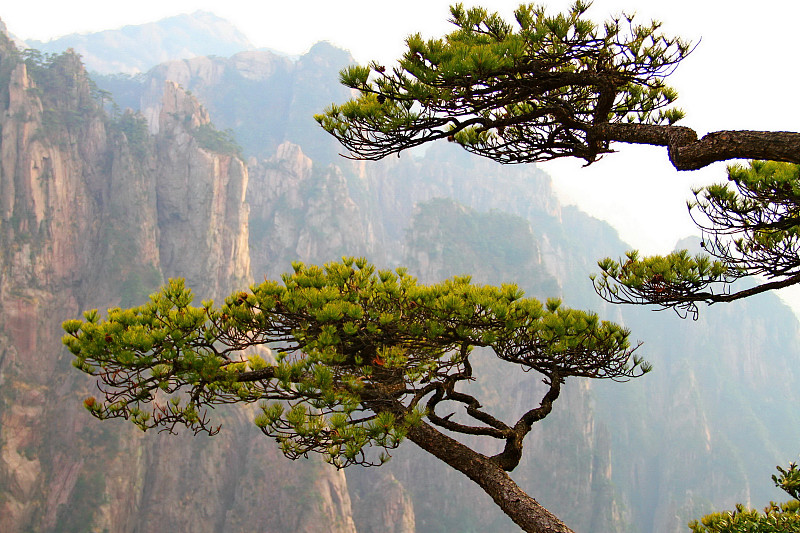 黄山山脉,松树,中国,安徽省,热霾,天空,在边上,旅行者,石材,烟