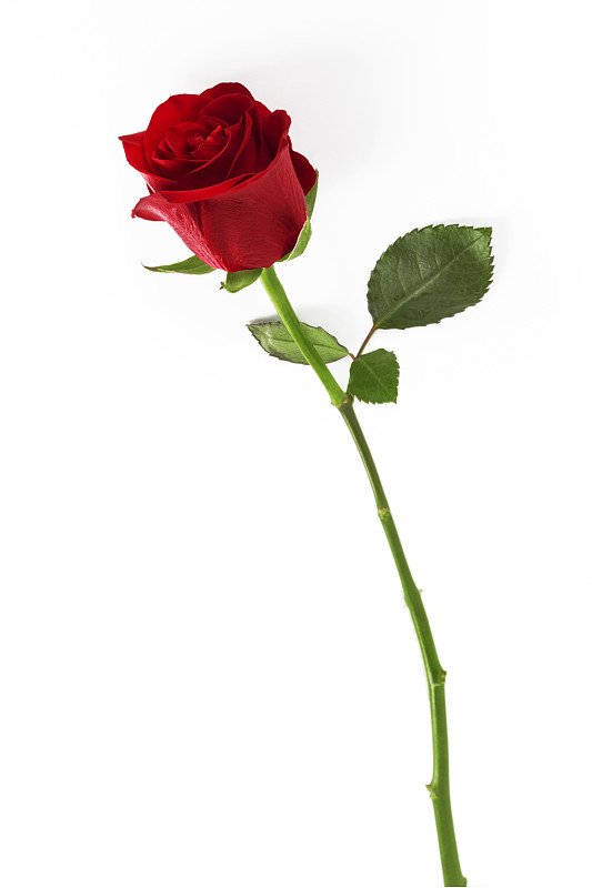 玫瑰,白色背景,红色,垂直画幅,选择对焦,美,留白,芳香的,水平画幅,无人