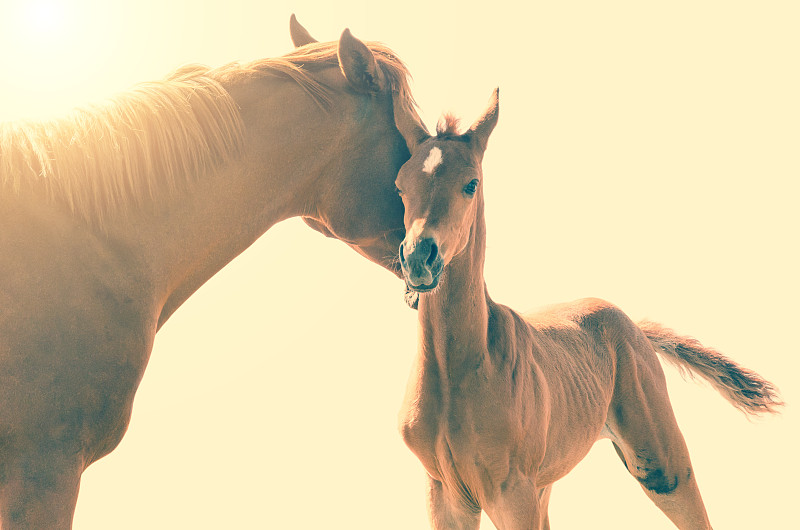 驹,阿拉伯马,母亲,小雌马,马,小马,母马,鬃毛,美,留白