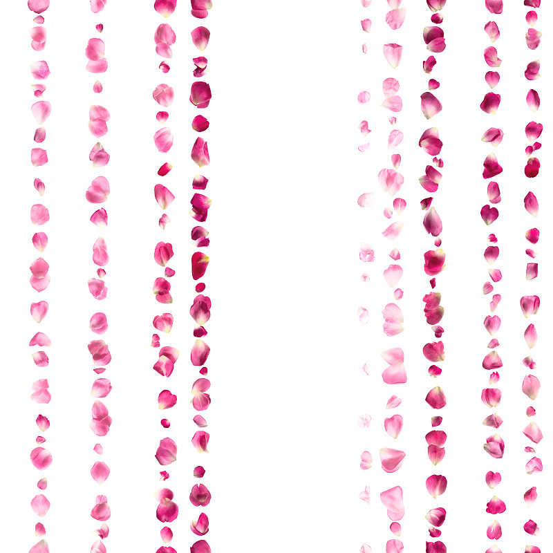 玫瑰花瓣,粉色,条纹,花瓣,玫瑰,轻轻浮起,自然,白色背景,背景分离,方形画幅