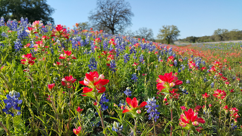 得克萨斯州山丘郡,火焰草属,矢车菊,彩色图片,野花,弗雷德里克斯堡,得克萨斯羽扇豆,奥斯汀镇,在移动设备上拍摄,仅一朵花