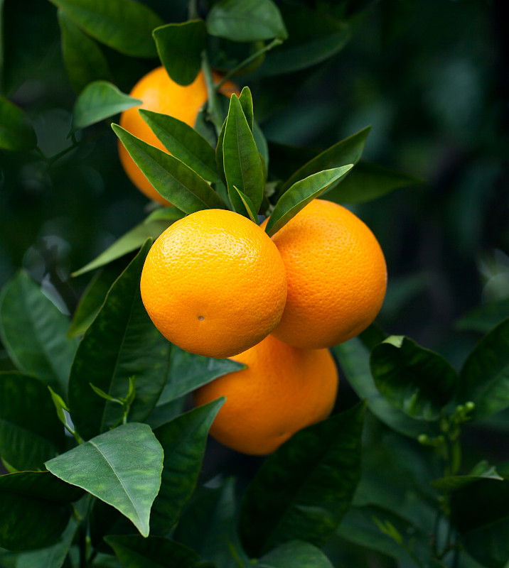 橙子,熟的,桔树,柑橘属,橙色,桔子,水果,农作物,垂直画幅,枝繁叶茂