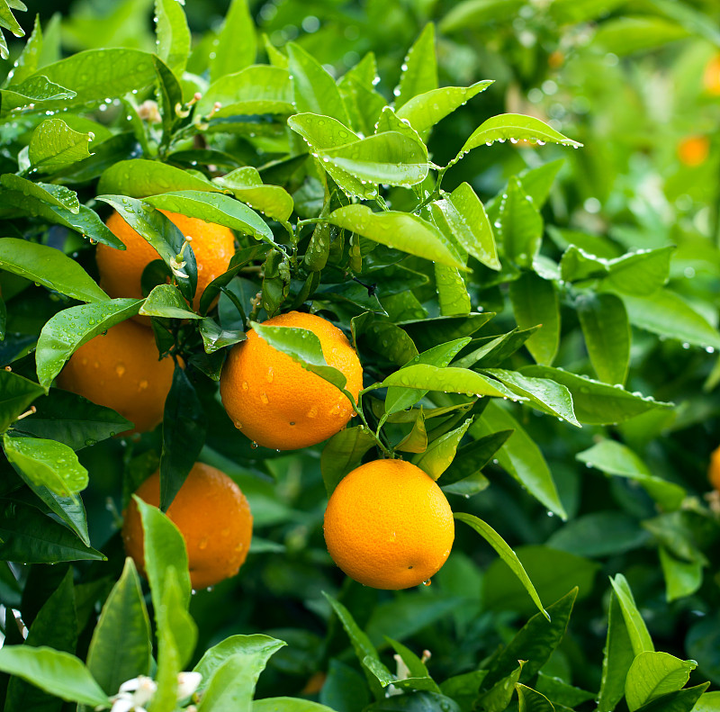 橙子,熟的,桔树,水,水平画幅,枝繁叶茂,无人,树,握紧,生长