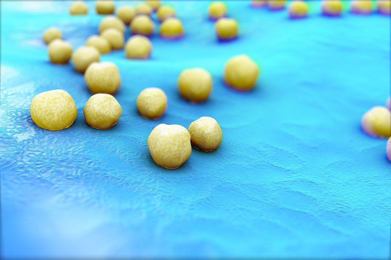 金黄色葡萄球菌,甲氧西林耐药金黄色葡萄球菌,微需氧的,脓毒症,葡萄球菌,肿胀的,基因突变,大规模的放大,枯萎的