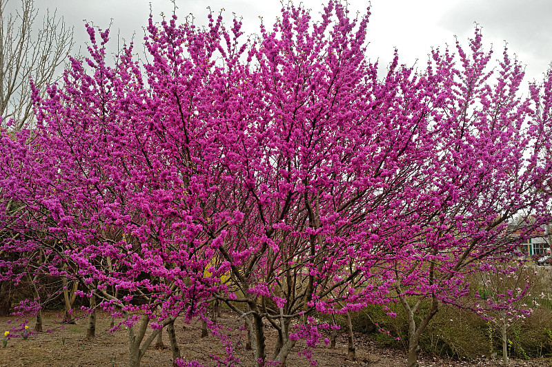 紫荆树,中等数量物体,水平画幅,无人,红色,花蕾,春天,枝,风景,花头