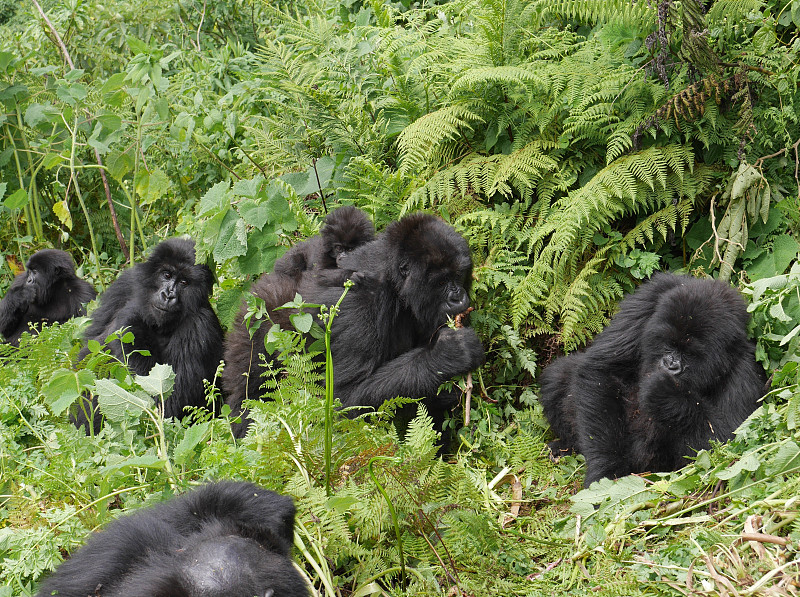 高山大猩猩,卢旺达,大猩猩,夏威夷火山国家公园,水平画幅,无人,野外动物,户外,幼小动物,夏威夷大岛