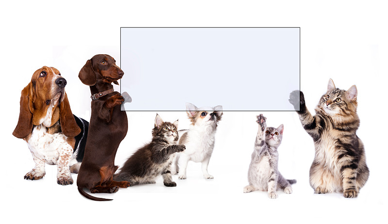 猫,狗,拿着,爪子,布告,猫展,水平画幅,巨大的,纸板,光圈