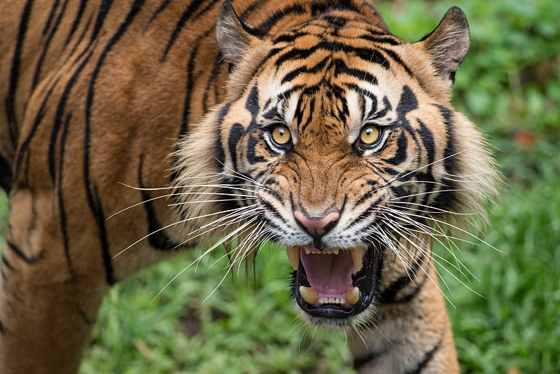 苏门答腊虎,森林开伐,水平画幅,虎眼石,猫科动物,残酷的,虎纹,特写,虎,特有物种
