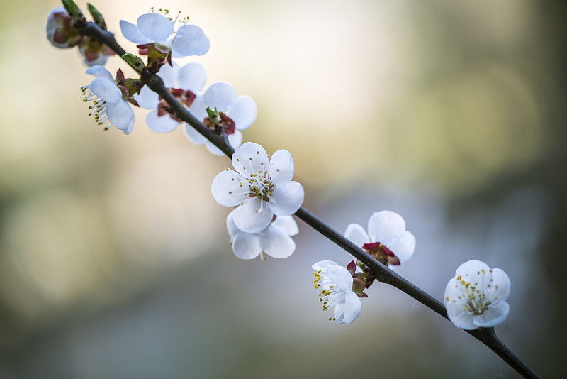 樱桃树,春天,桃花,亚洲樱桃树,梅花,李树,留白,图像,白色