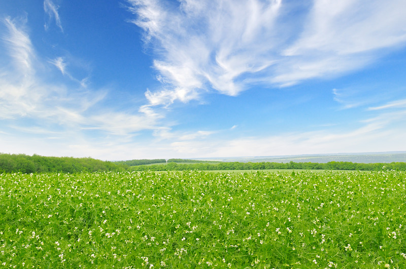 天空,田地,绿色,蓝色,水平画幅,无人,草坪,夏天,户外,草