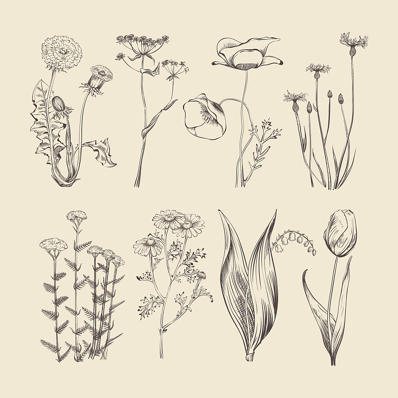野花,植物学,草本,夏天,仅一朵花,矢量,春天,铅笔画,素描餐厅,草药