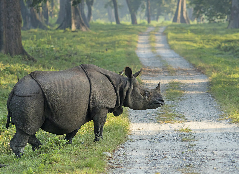 印度大犀牛,犀牛,世界自然保护联盟红色名录,水煮食品,尼泊尔,弱点,印度,机敏,草原,水平画幅