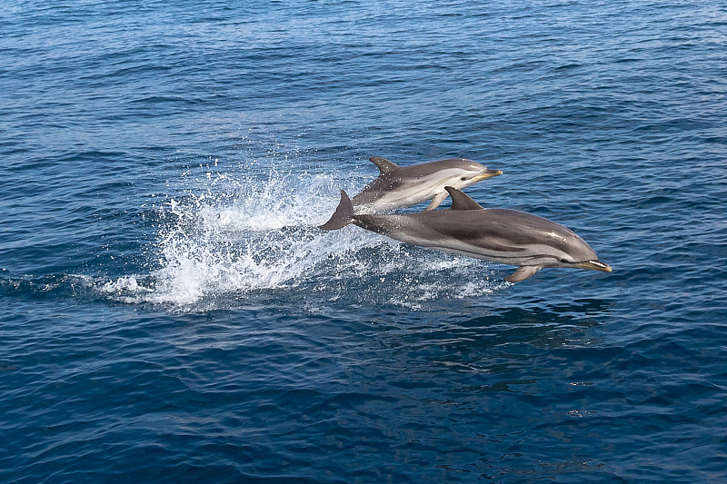 斑点海豚,野外动物,海豚,尾鳍,撒丁岛,爱琴海,鲸类,帆船,客船,水平画幅