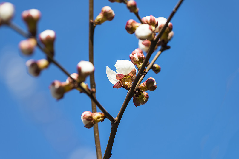 樱桃树,春天,桃花,梅花,亚洲樱桃树,桃树,李树,留白,图像,园艺展览