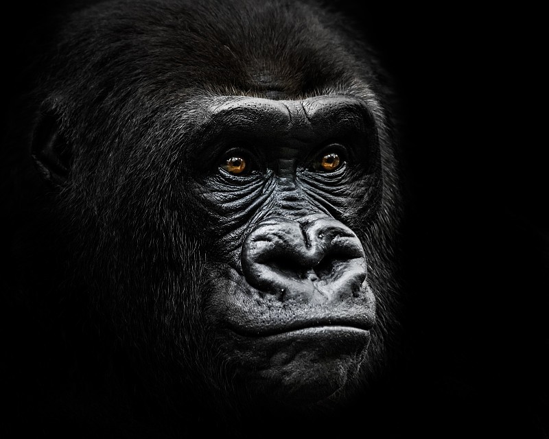 西方苏格兰低地大猩猩,静脉滴注,大猩猩,黑色背景,自然,哺乳纲,水平画幅,无人,动物,黑白图片