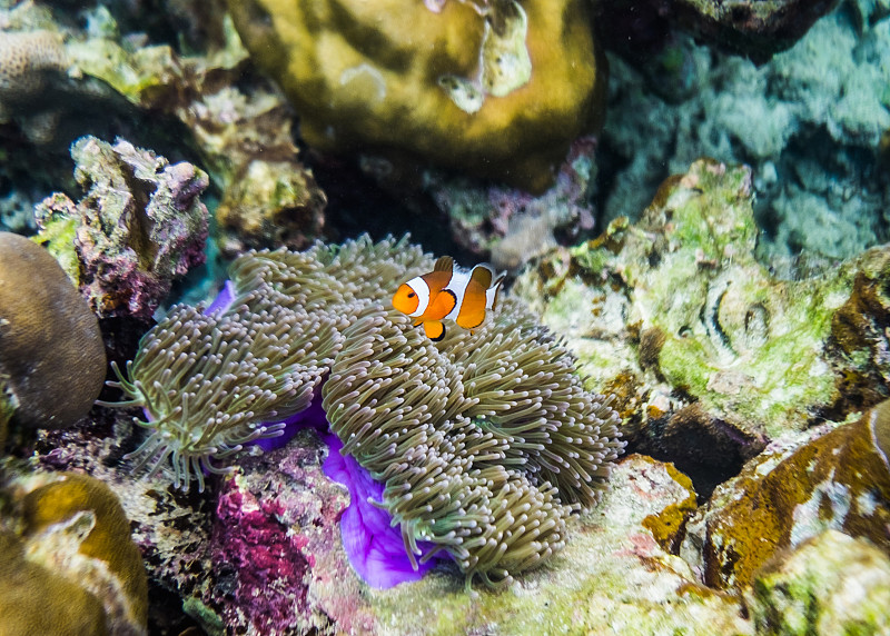 礁石,多色的,布纳肯岛,银线小丑,长滩岛,苏拉威西,海葵,海葵鱼,珊瑚色,共生关系