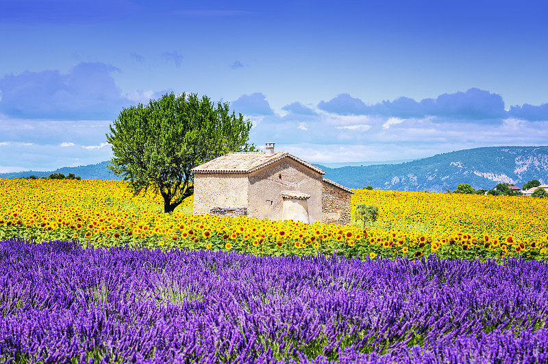 向日葵,天空,蓝色,多云,田地,在上面,吕贝隆国家公园,普罗旺斯,法国,熏衣草