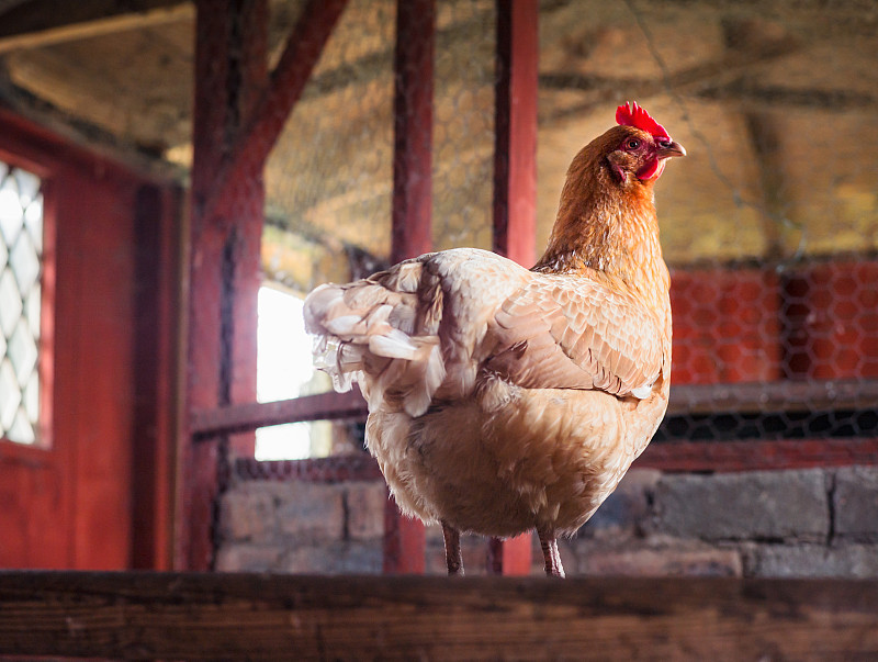 鸡笼,鸡,乡村风格,美国罗德岛州红鸡,母鸡,散养家禽,谷仓,水平画幅,无人,家禽