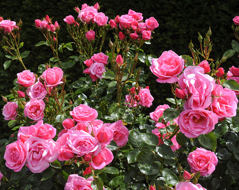 玫瑰,英格兰,特写,英国,德文郡,粉色,灌木,花坛,园林,园艺展览
