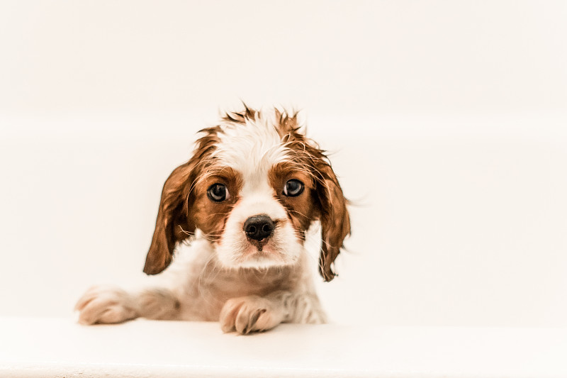 查理王小猎犬,褐色,水平画幅,注视镜头,无人,动物耳朵,湿,动物身体部位,米色,狗