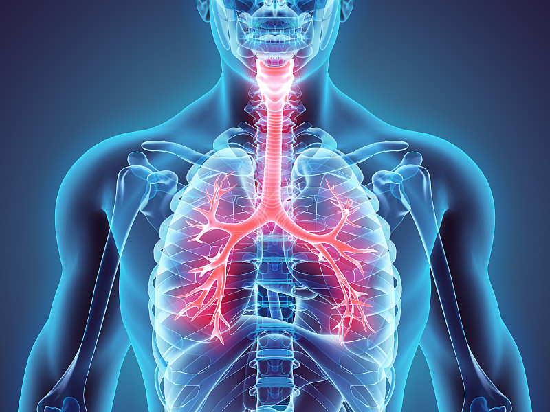 支气管,喉,绘画插图,三维图形,喉咙,气体交换,气管,哮喘,膜片,人体结构