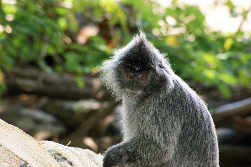 银叶猴,巴克国家公园,砂劳越州,长尾叶猴,叶猴,,婆罗洲岛,自然,野生动物,国家公园,水平画幅