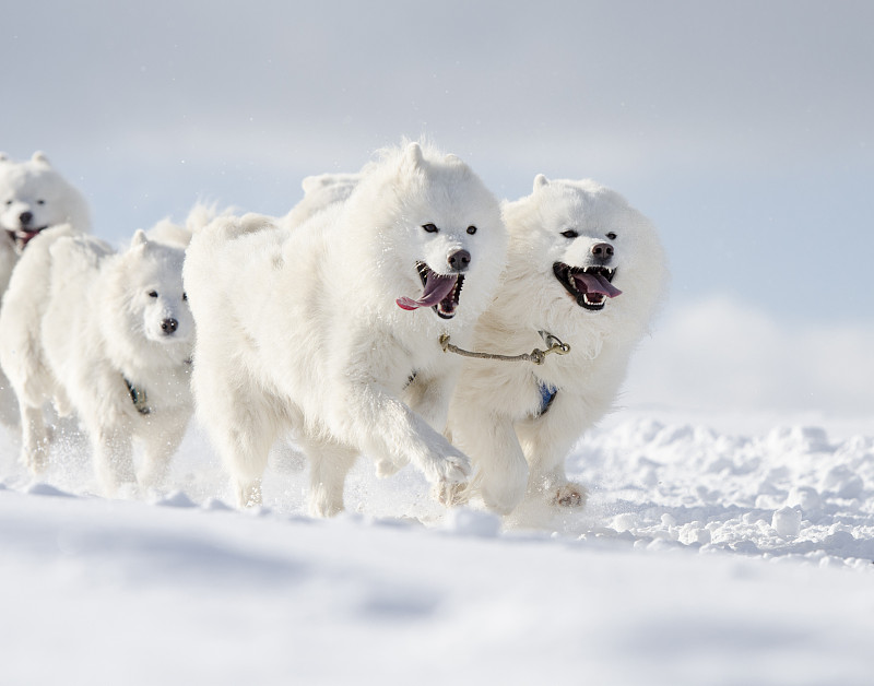 萨摩耶犬,雪,白色,狗,动物群,动物雪车,赛狗比赛,狗拉雪橇比赛,动物拉雪橇比赛,劳作动物