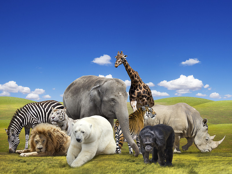 野外动物,动物群,动物,合成图像,水平画幅,无人,斑马,巨大的,犀牛,非洲象