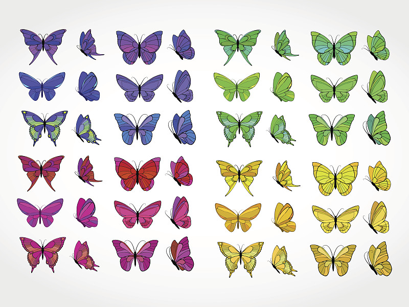 矢量,蝴蝶,背景分离,多样,野生动物,翅膀,动物群,动物,装饰物,绘画插图